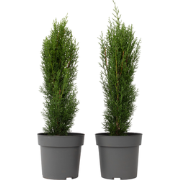 Cupressus sempervirens Totem - Set van 2 - Cipres - Pot 19cm - Hoogte ...