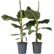 Musa Cavendish - Set van 2 - Dwarf Cavendish - Pot 21cm - Hoogte 90-10...