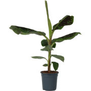 Musa Cavendish - Kamerplant - Dwergcavendish - Pot 21cm - Hoogte 90-10...