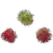 Fruits Ramboutan Artificiels - Rouge / 7 cm