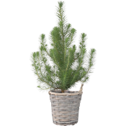 Pinus Pinea - Italiaanse Pijnboom + Decoratieve Mand - Hoogte 40-50cm ...