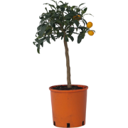 Citrus Kumquat - Dwergsinasappel winterhard - Pot 19cm - Hoogte 50-60c...