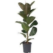 ficus elastica robusta - Rubberboom - Pot 24cm - Hoogte 75-100cm