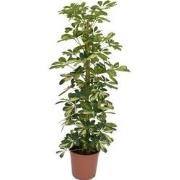 Schefflera Dalton - Vingerplant - Pot 21cm - Hoogte 90-100cm