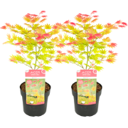 Acer palmatum 'Moonrise' - Set van 2 - Japanse esdoorn  - ?19cm - Hoog...