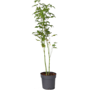 Japanse esdoorn - Acer palmatum 'Going Green' - Hoogte 25-40cm - ø10,5...