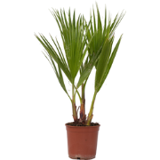 Washingtonia Robusta - Waaierpalm - Pot 15cm - Hoogte 50-60cm