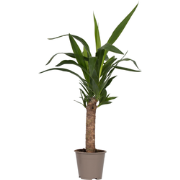 Palmlelie - Yucca elephantipes - Hoogte 50-60cm - Pot 14cm