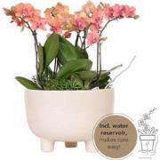 Kolibri Orchids | oranje plantenset in Gummy dish incl. waterreservoir...