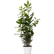 Laurier - Laurus nobilis - Hoogte 30-40cm - Pot 14cm