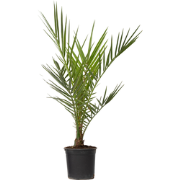 Phoenix Canariensis -Dadelpalm - Pot 15cm - Hoogte 50-60cm