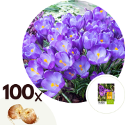 Crocus Ruby Giant - 100x Krokusbollen - Vroege bloeiers