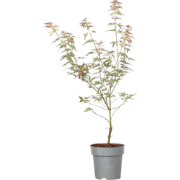 Japanse Esdoorn - Acer palmatum Taylor - Hoogte 35-55cm - Pot 15cm