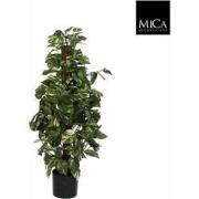 Mica Decorations scindapsus maat in cm: 100 x 45 in plastic pot