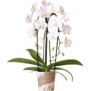 Kolibri Orchids | witte Phalaenopsis orchidee - Niagara Fall  - potmaa...