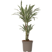 Dracaena Deremensis - White Stripe - Pot 17cm - Hoogte 60-70cm