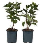 Syringa vulgaris 'Ludwig Spath' sering - Set van 2 - Pot 17cm - Hoogte...