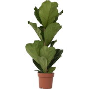 Ficus Lyrata - Set van 2 - Vioolbladplant - Pot 21cm - Hoogte 70-90cm