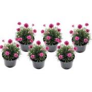 Armeria maritima - Set van 6 - Roze tuinplanten - Pot 12cm - Hoogte 20...