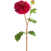 Dahlia steel met kunstmatige fuchsia knop H50