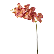 Kunstphalaenopsis orchidee stengel rood H100