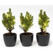 URBANJNGL - Mini-kerstboom set 3 - inclusief Boule Antraciet pot + 20 ...