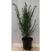 Taxus 70 cm