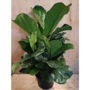 Ficus Lyrata Campact 50 cm hoog kamerplant