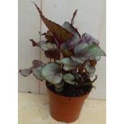 Kamerplant Mini blad Begonia Rood Begoniaceae