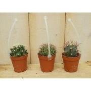 3 stuks! Kamerplant cactus mini laag