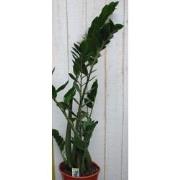 Kamerplant Zamioculcas 100 cm