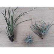 3 stuks! Kamerplant Tillandsia