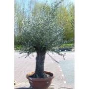 Olijfboom Olea stamhoogte 80 cm en boomhoogte 200 cm Dikke oude Stam