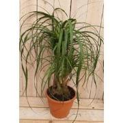 Kamerplant Beaucarnea recuvata gedeelde stam 50 cm