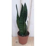 Kamerplant Vrouwentong Sansevieria donkergroen 30 cm