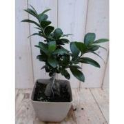 Kamerplant Bonsai Ficus Microcarpa 30 cm