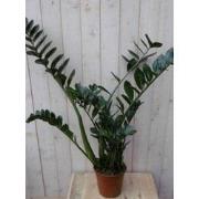 Kamerplant Zamioculcas 80 cm