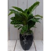 Calathea groen blad zwarte/antraciete hoge pot 50 cm