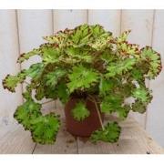 2 stuks! Kamerplant Bladbegonia lichtgroen