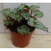 Kamerplant Mini blad Begonia Grijs Begoniaceae