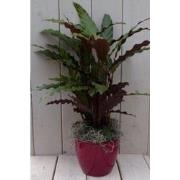 Calathea rood blad rode pot 40 cm