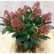 Skimmia rood 20 cm