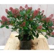 Skimmia rood 40 cm