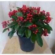 Skimmia met bes 40 cm