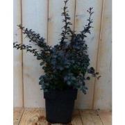 2 stuks - Berberis Rood 30 cm