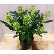 Skimmia wit 20 cm