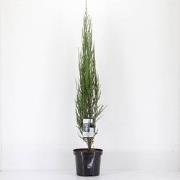 Juniperus scopulorum blue arrow 75 cm