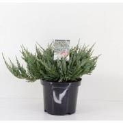 Juniperus hor blue chip 35 cm