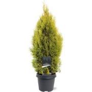 Thuja occidentalis Golden Smaragd pbr 60-80 cm Conifeer