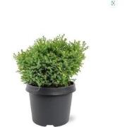 Chamaecyparis obtusa Saffron Spray 25-30 cm Conifeer